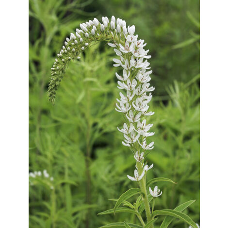 Lysimaque barystachys Godet de 8/9 cm