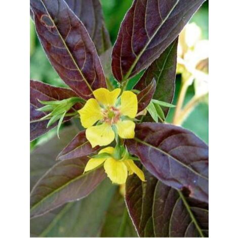 Lysimaque ciliée 'Firecracker' Godet de 8/9 cm