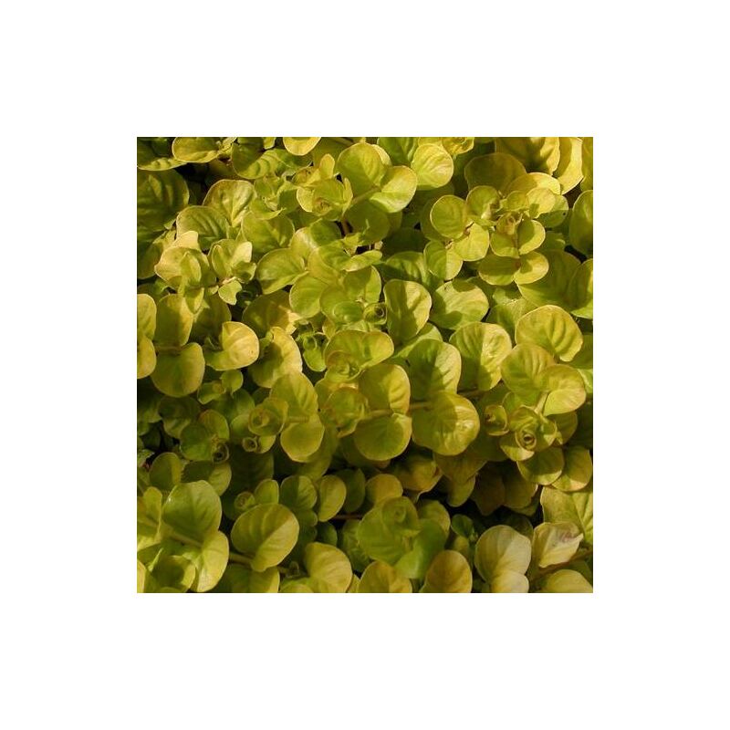 Plantes Avenue - Lysimaque nummularia Aurea | Conditionnement: Lot de 5 godets