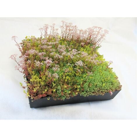 M-Tray SEDUM / Wildflower Green Roof Module 500 x 500 x 100mm (delivery cost per pallet of 42 units)