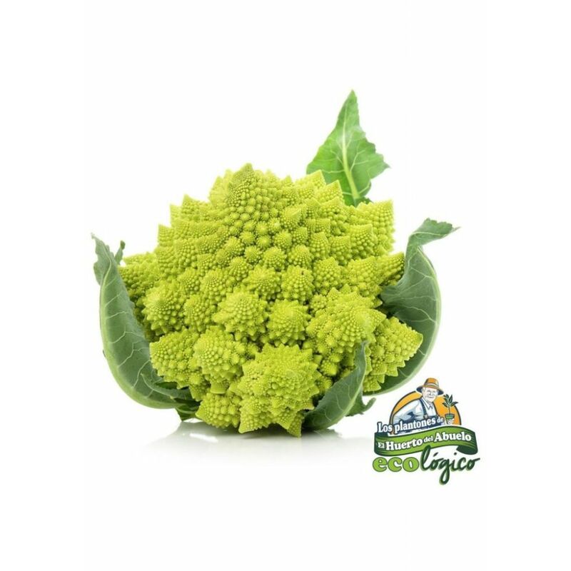 

Maceta de Romanesco Arte 10,5 cm. Gama Tradicional -