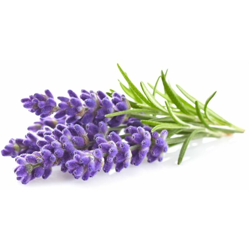 

Maceta de Lavanda 10,5 cm. Gama Tradicional -