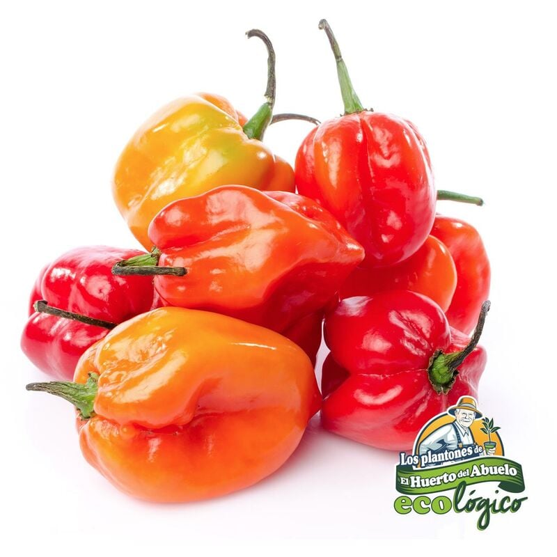 

Maceta Pimiento Habanero Varadero 10,5 cm. Pack 3 uds. Gama Tradicional