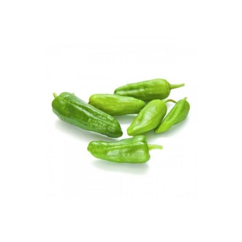 

Maceta Pimiento Padrón 10,5 cm. Pack 3 uds. Gama Tradicional