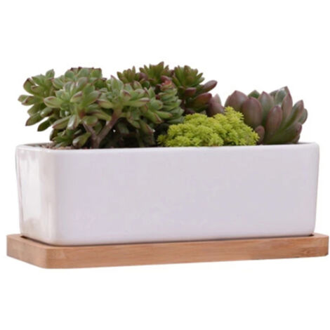 Maceta rectangular de cerámica blanca con bandeja de bambú, ideal para plantas suculentas, para colocar sobre una mesa o escritorio.