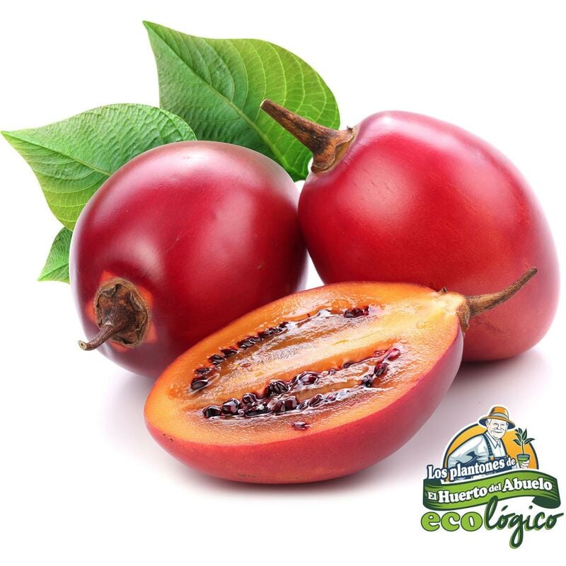 

Maceta Tamarillo (Tomate Árbol) 10,5 cm. Pack 3 uds. Gama Tradicional