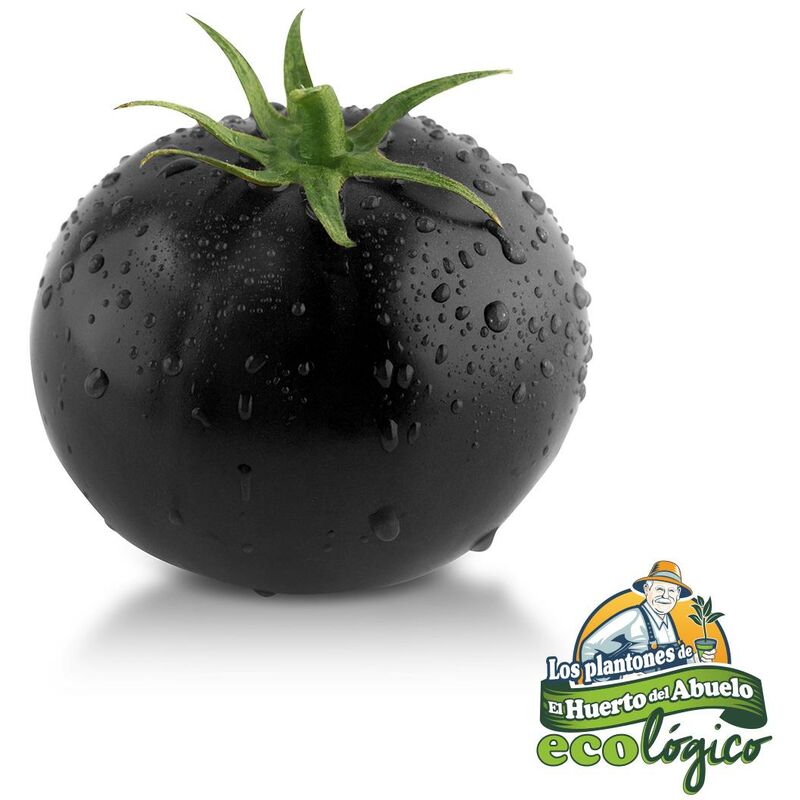 

Maceta Tomate Azul Intenso 10,5 cm. Pack 3 uds. Gama Tradicional
