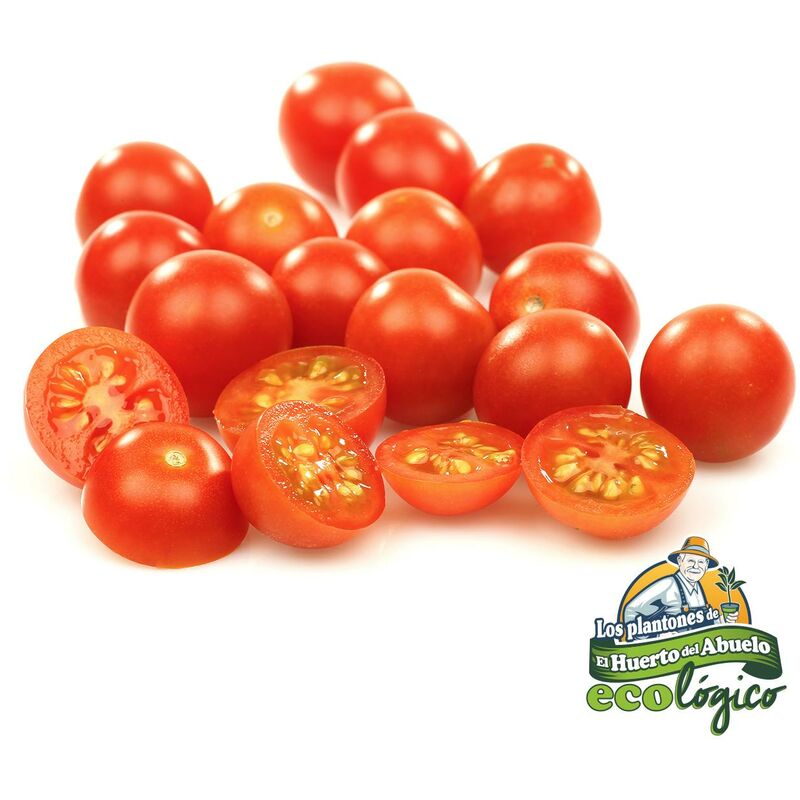 

Maceta Tomate Cherry 10,5 cm. Pack 3 uds. Gama Tradicional.