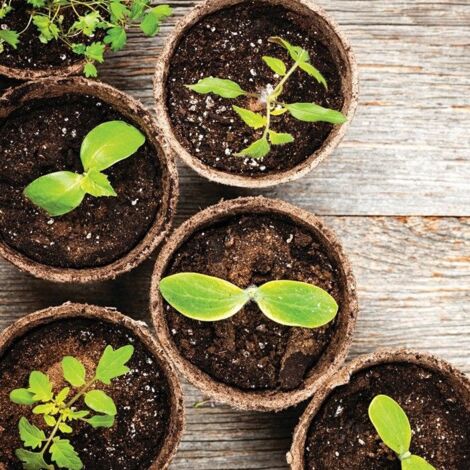 Macetas redondas de 6 cm 24 uds. PLANTA