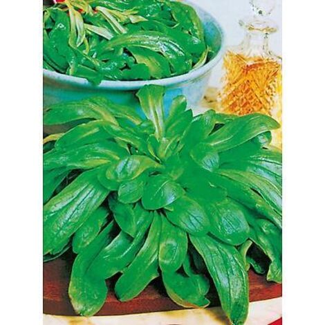 MACHE A GROSSE GRAINE - 100 G - GRAINES DE LÉGUMES