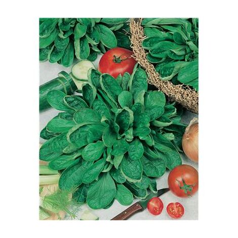 MACHE COQUILLE DE LOUVIERS - 5 G - GRAINES