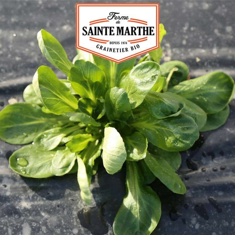 La Ferme Sainte Marthe - Mâche Coquille de Louviers - 500 graines