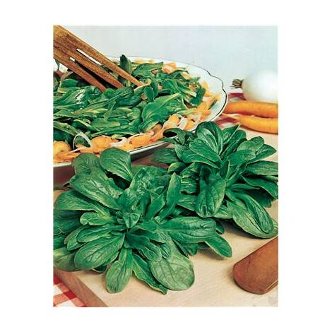 MACHE VERTE D ETAMPES - 5 G - GRAINES DE LÉGUMES
