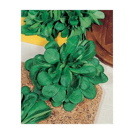MACHE VERTE DE CAMBRAI - 5 G - GRAINES DE LÉGUMES