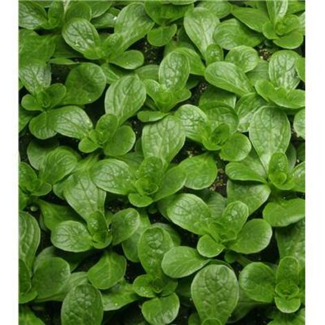 MACHE VIT - Graines de légumes - 5 G