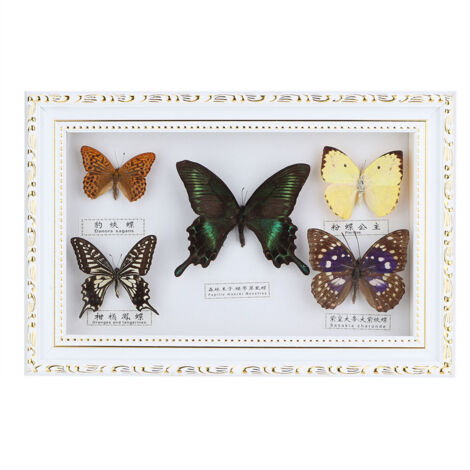 Magnifique Papillon Naturalisé Cadre Blanc - Décoration Maison Unique Idée Cadeau Anniversaire