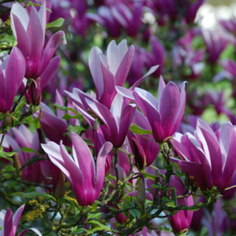 Magnolia à fleurs de lis 'Nigra' - 50-60 cm pot