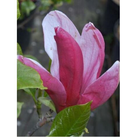 Magnolia à fleurs de lis 'Nigra' Pot de 3L/4L
