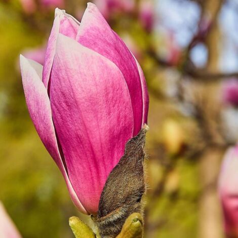 Magnolia à fleurs de lis Nigra