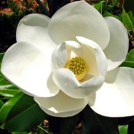 PÉPINIÈRES NAUDET Magnolia à grandes fleurs 'Galissoniensis' (Magnolia Grandiflora Galissoniensis)