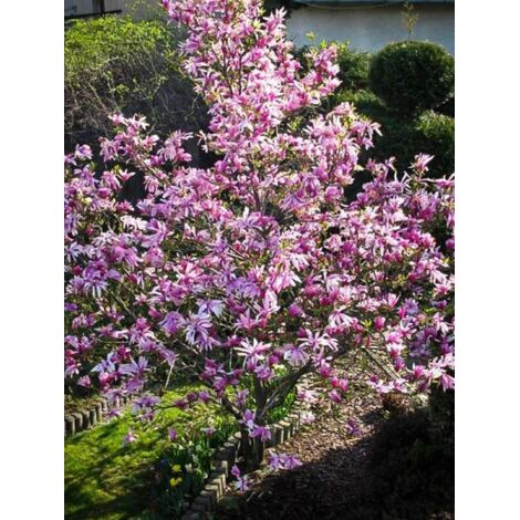 Magnolia  'Betty' Pot de 4L/5L