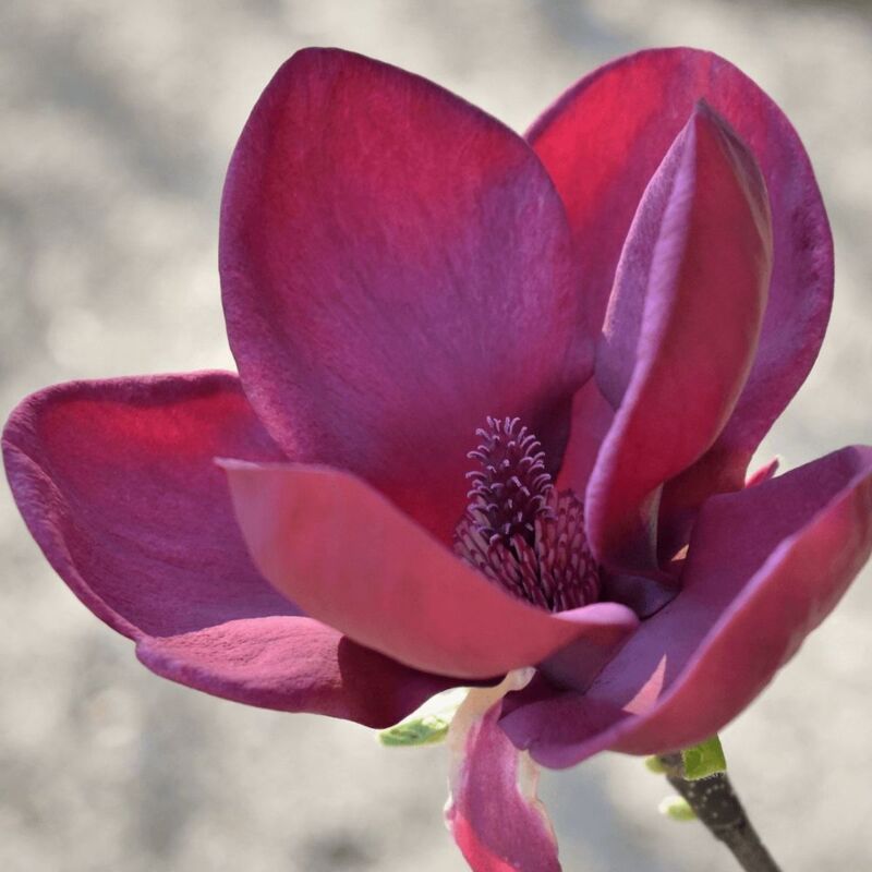 Clematite.net - Magnolia Black Tulip® 'Jurmag1'/Pot de 15L - Rouge