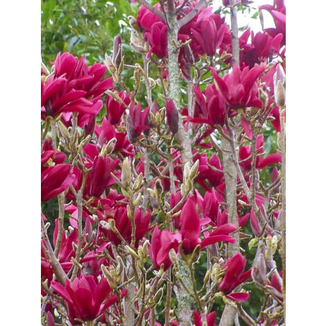 Magnolia 'Burgundy Star Jurmag4 ' Pot de 4L/5L