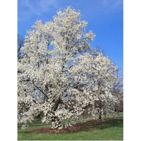 Magnolia de Kobé Pot de 4L/5L