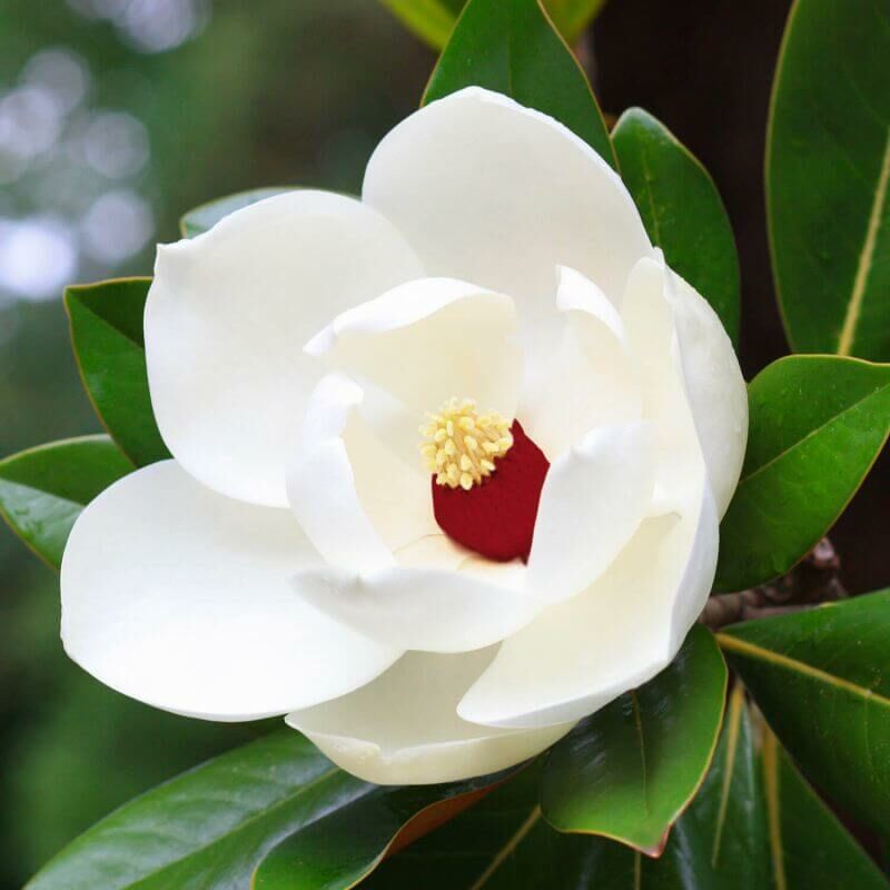 Pepinières Naudet - Magnolia de Siebod - Godet 9cm