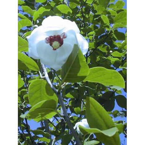 Magnolia de Siebold Pot de 3L/4L