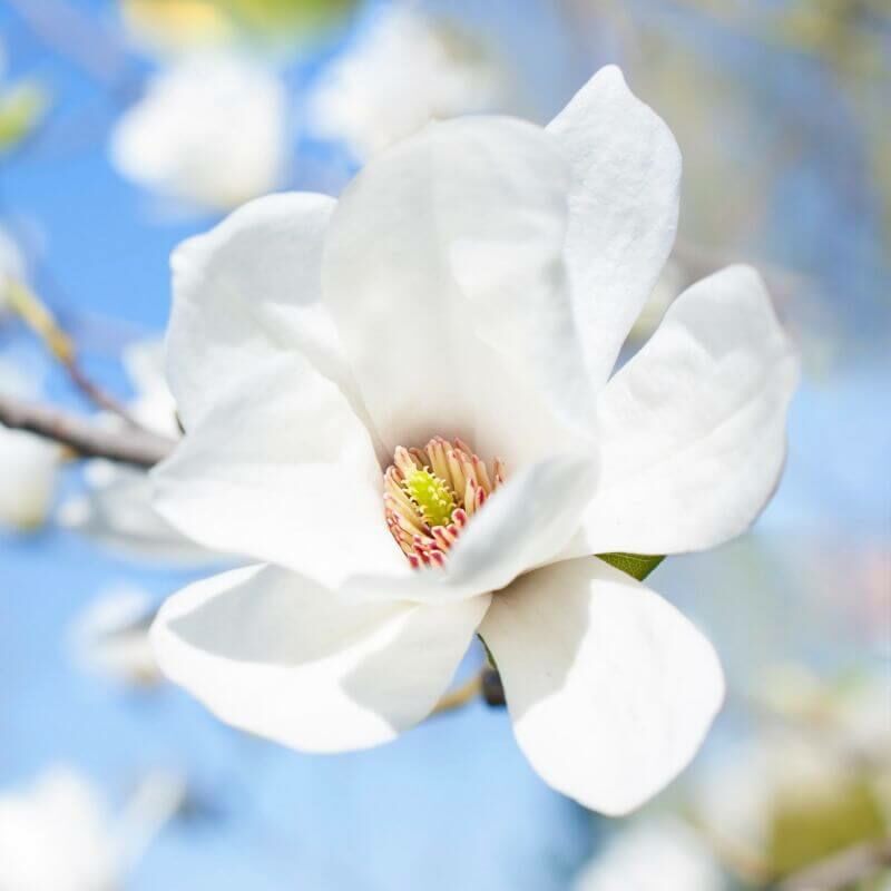 Magnolia de Soulange 'Alba Superba' (Magnolia Soulangeana) - Godet - Taille 15/30cm