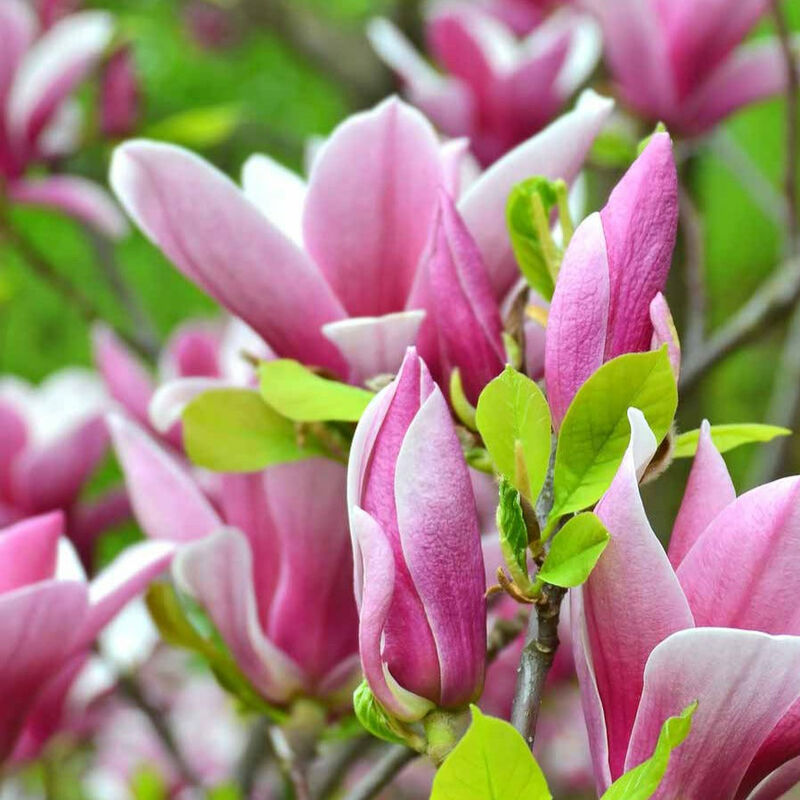 Magnolia de Soulange - Rose