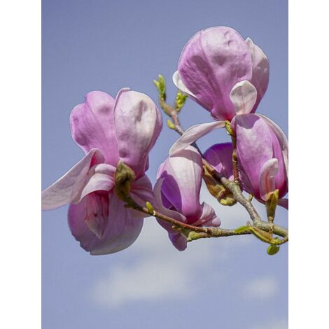 Magnolia dénudé 'Festirose ' Pot de 12L/15L