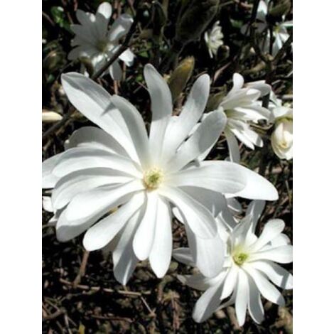 Magnolia étoilé Pot de 18L/20L, 1/2 de tige