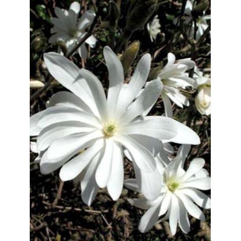 Magnolia étoilé Pot de 7,5L/10L