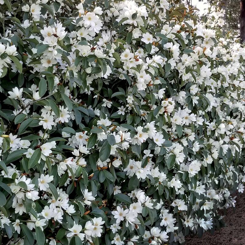 Magnolia Fairy White - Michelia hybride - Blanc
