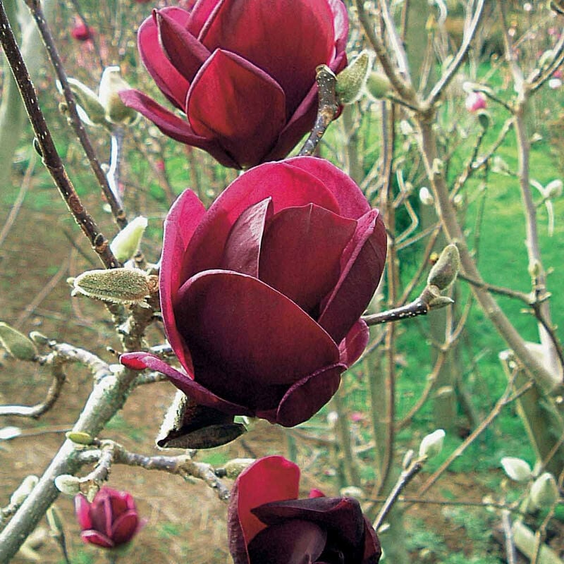 Magnolia Genie - Rouge
