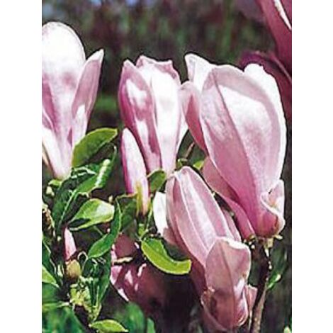 Magnolia  'George Henry Kern' Pot de 12L/15L