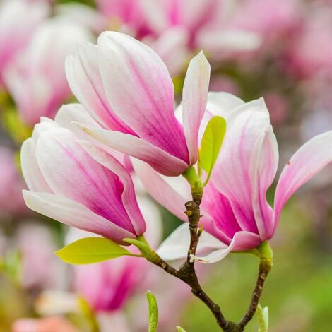 Magnolia 'Georges Henry Kern' - Godet - Taille 20/40cm