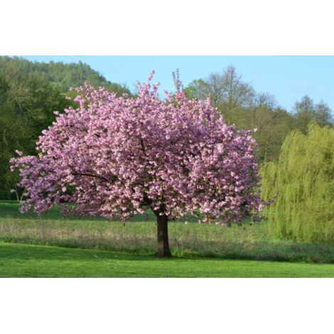 Magnolia giapponese ad alberello "Magnolia soulangeana" pianta in vaso  33 cm h 2 metri circa