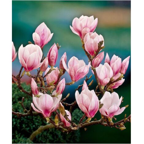 Magnolia giapponese "Magnolia soulangeana" pianta in vaso Ă¸13 cm h 50/80 cm