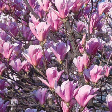 Magnolia giapponese "Magnolia soulangeana" pianta in vaso Ă¸19 cm h.70/100 cm