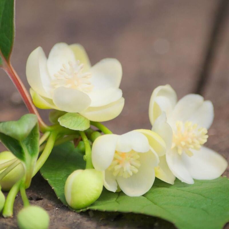 Magnolia grimpant grandiflora/Pot de 1,5L - Blanche