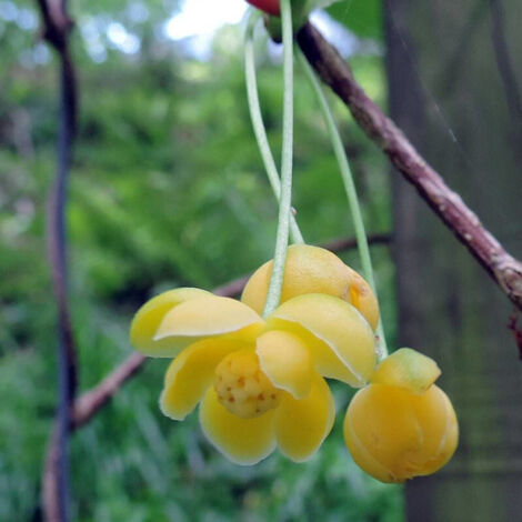 Magnolia grimpant henryi, Schisandra/Godet - 5/20 cm