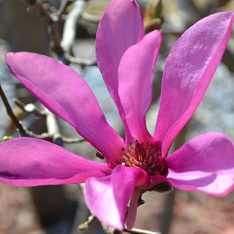 Magnolia Leonard Messel/Pot de 10L - 60/80 cm