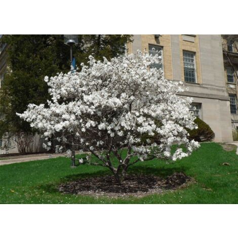Magnolia stellata pianta in vaso 19 cm h. 70/90 cm