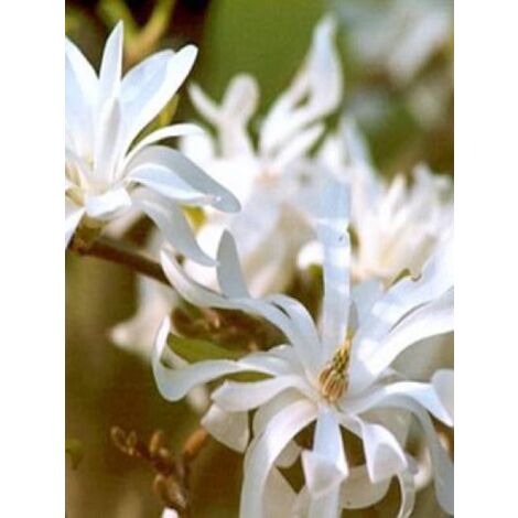 Magnolia stellata 'Royal Star' Pot de 12L/15L