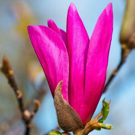 PÉPINIÈRES NAUDET Magnolia 'Susan'