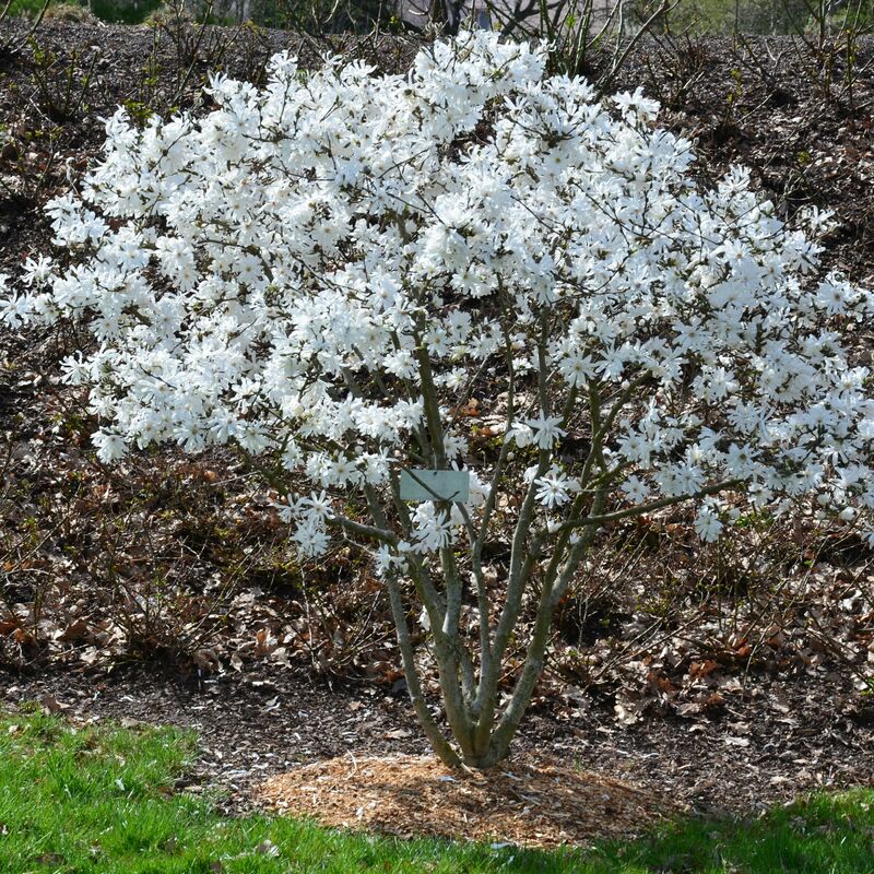 Magnolia étoilé - Blanc