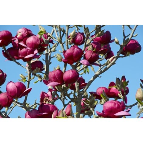 Magnolia Tulipe noire plante H100cm, photos réelles